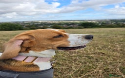 Beagle dogs for sale: Amber - Image 1