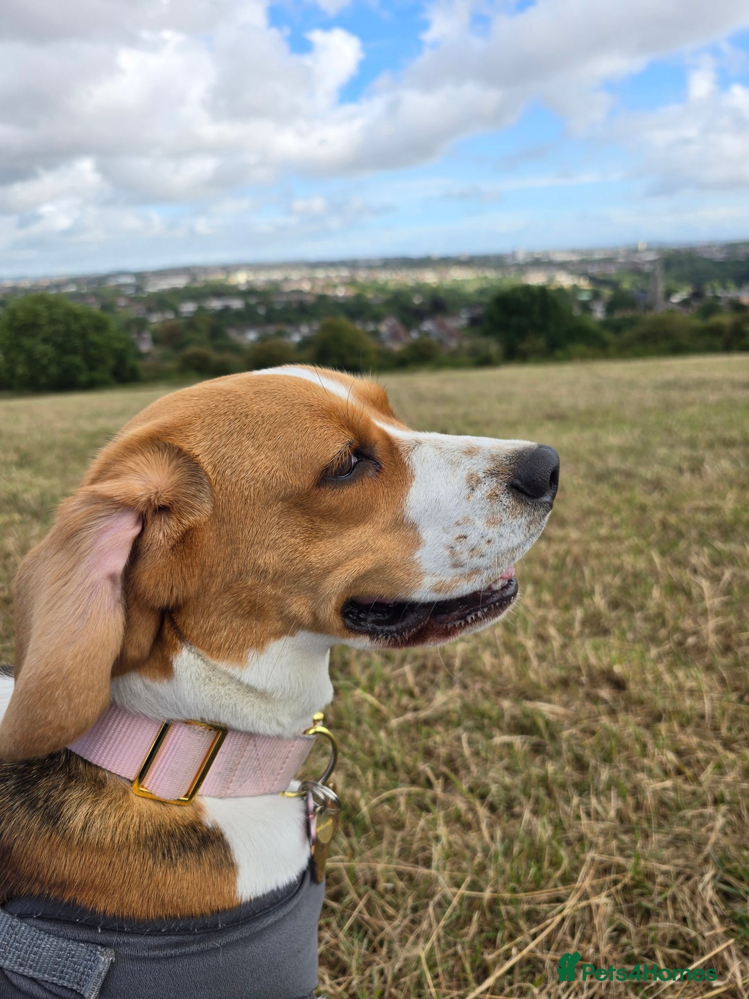 Beagle dogs for sale: Amber - Image 1