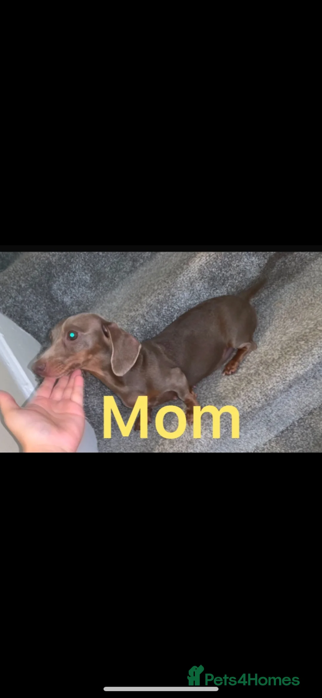Miniature Dachshund dogs for sale: 2 girl miniature Dachshund  - Advert 2