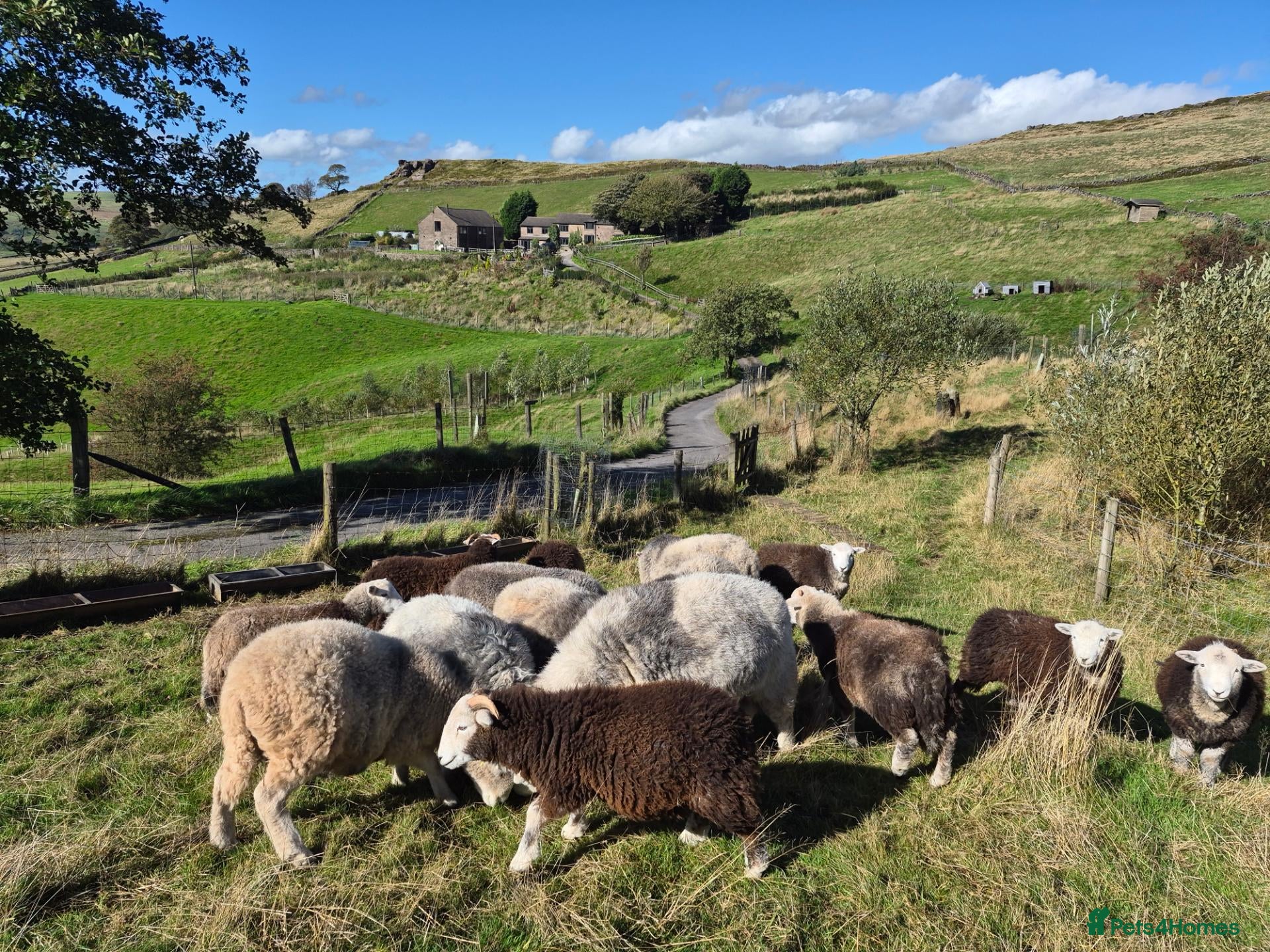 Sheep livestock Beautiful Herdwick Sheep - Advert 1
