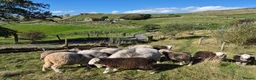 Sheep livestock for sale: Herd of Beautiful Herdwick Sheep - Advert 13