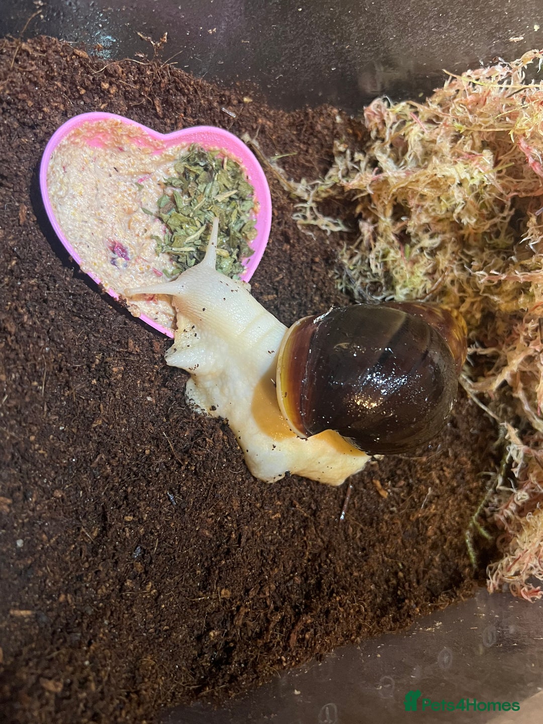 Snails invertebrates for sale: Giant African Land Snail (please read description) - Advert 2
