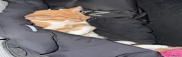 Mixed Breed cats for sale: Mixed breed kittens  - Advert 7