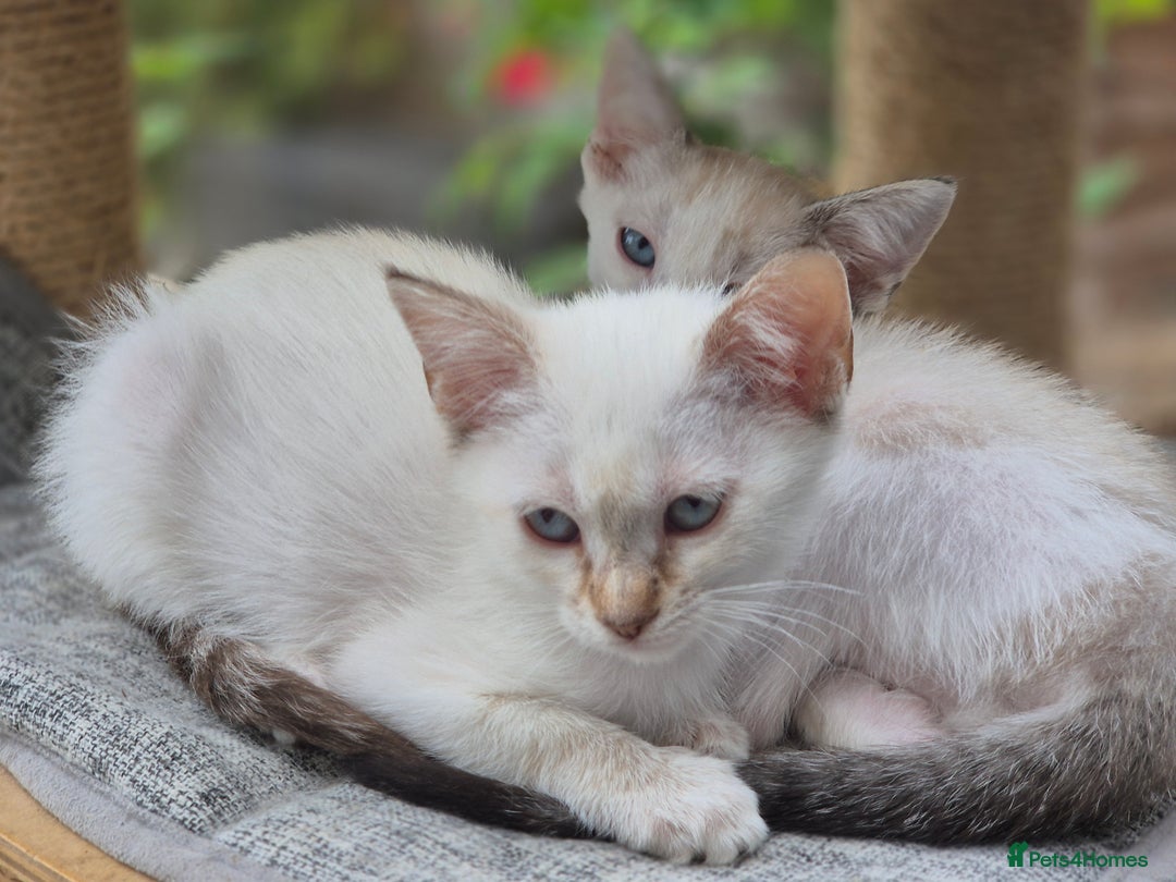 Mixed Breed cats for sale: Adorable Pedigree kitten - GCCF - REDUCED PRICE - Image 12