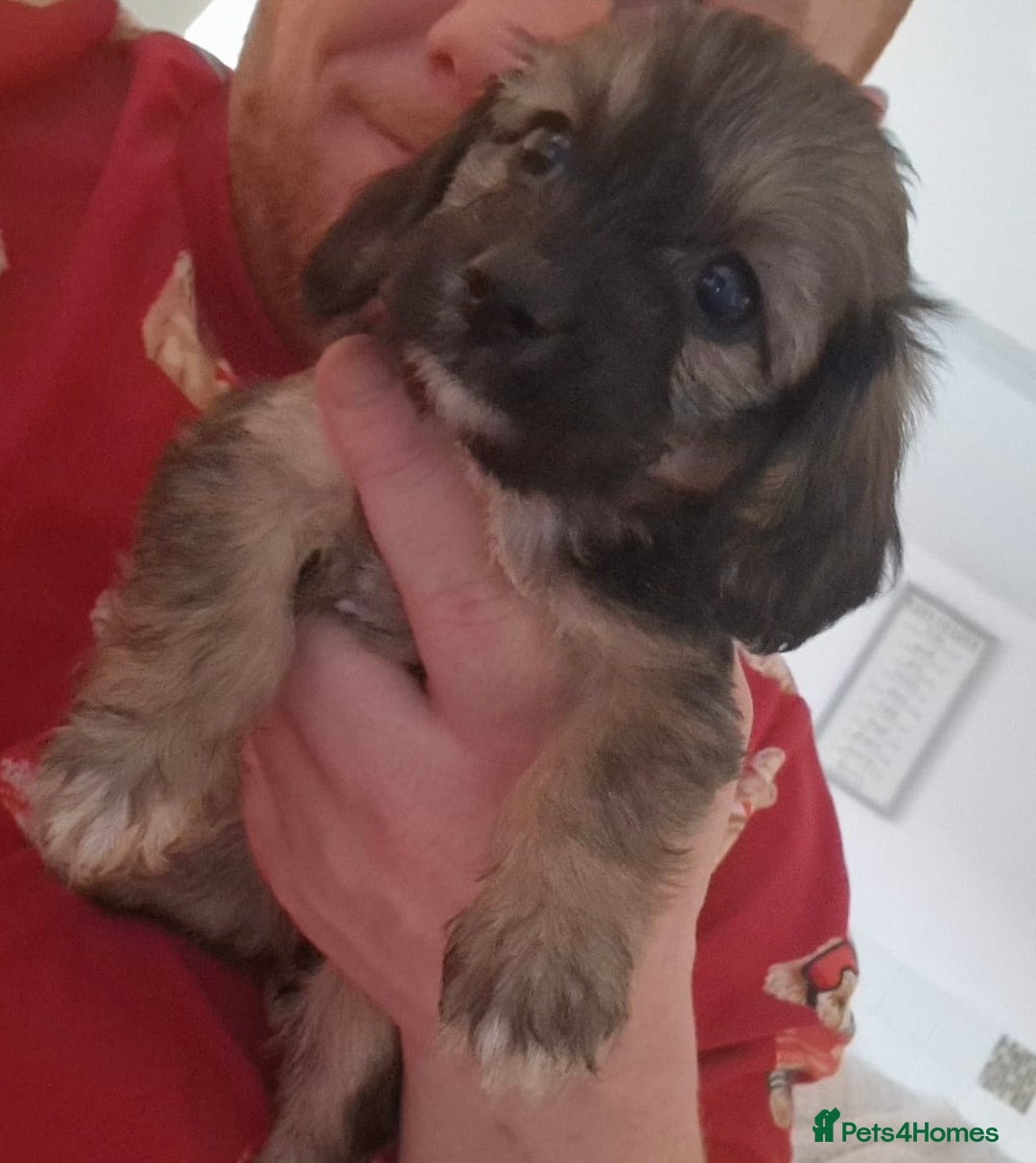 Mixed Breed dogs for sale: 6 Beautiful Daxichons - Advert 9