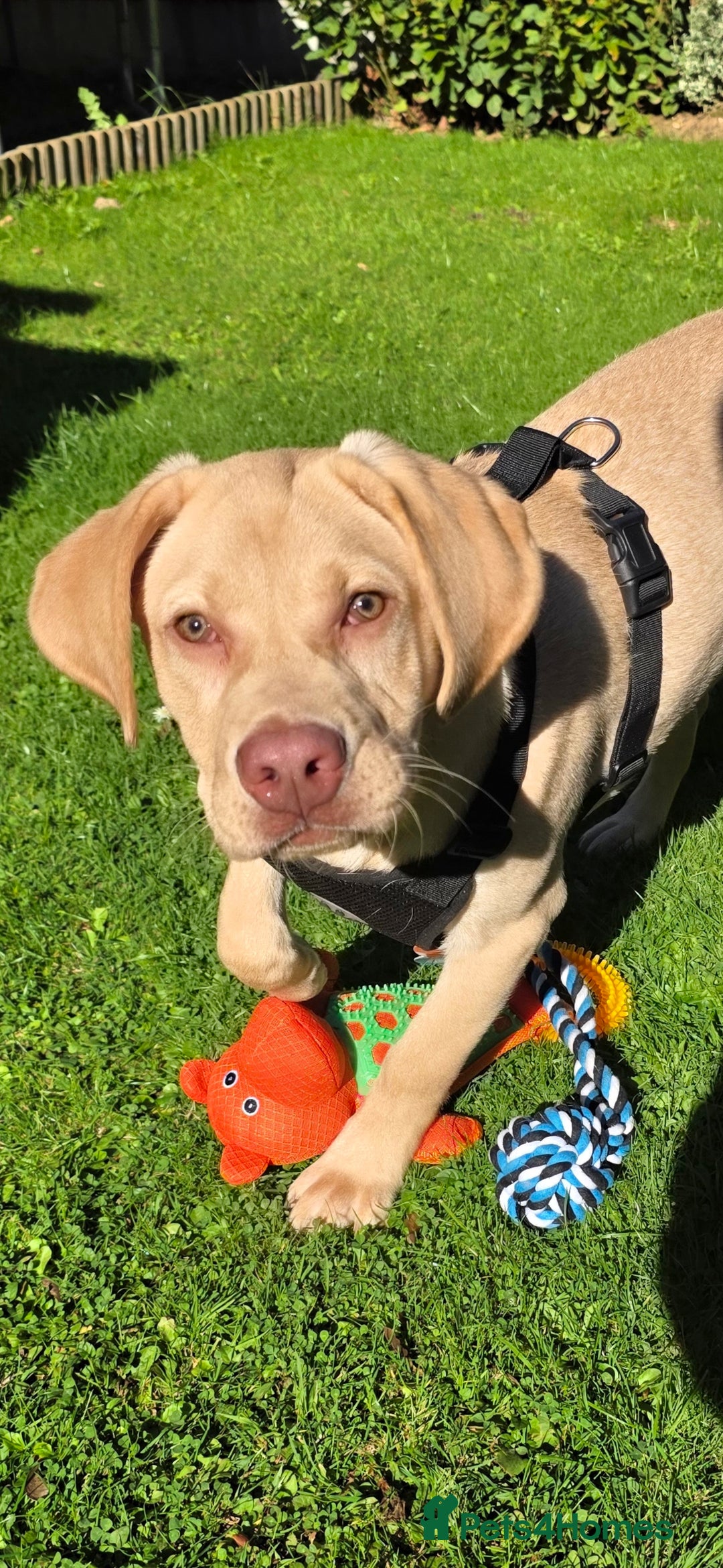 Labrador Retriever dogs for sale: Male - 7 month Yellow Labrador Retreiver - Advert 4