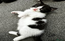 British Shorthair cats for sale: British short hair cross  - Image 21