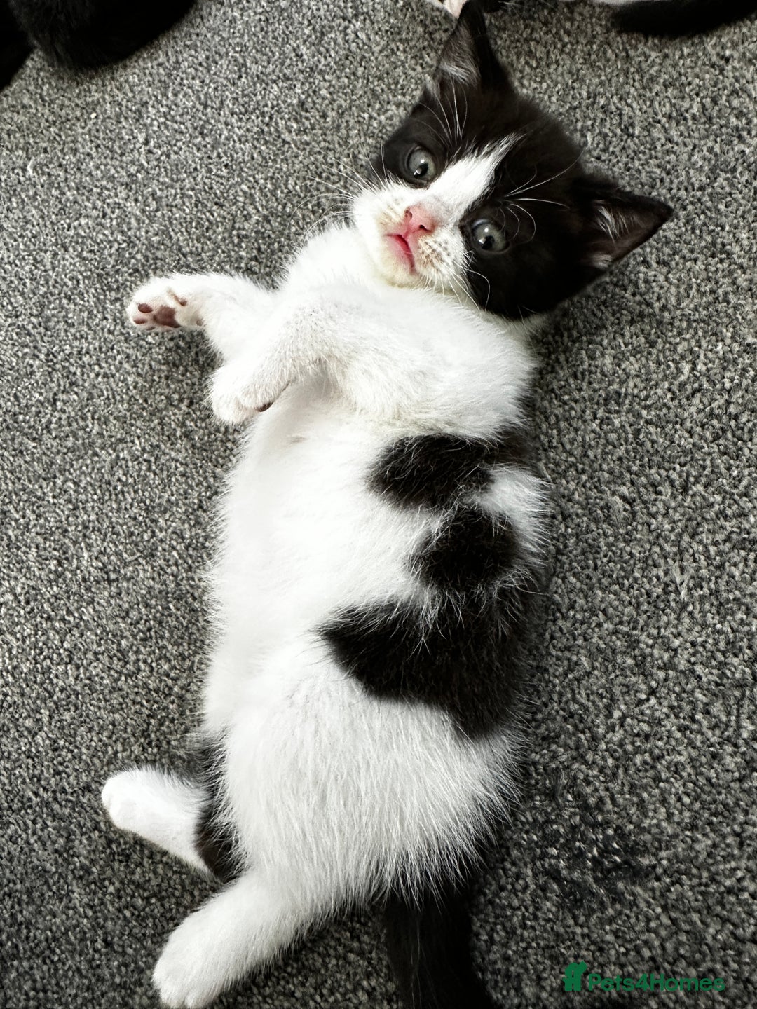 British Shorthair cats for sale: British short hair cross  - Image 21