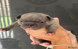 French Bulldog dogs for sale: Ready to leave on the 12th of September - Image 20