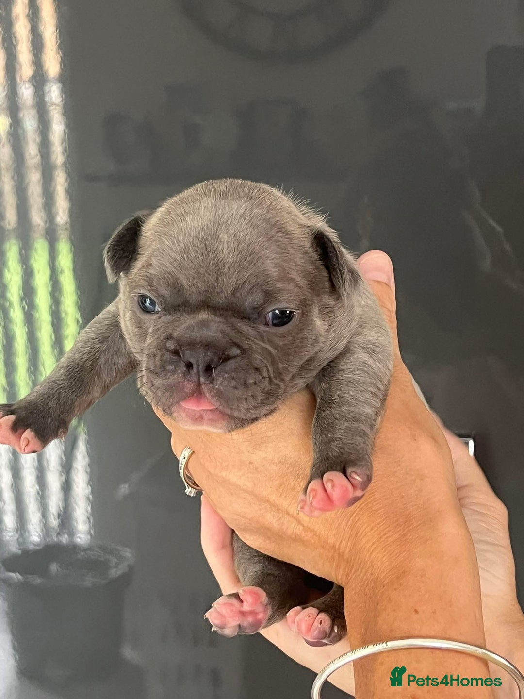 French Bulldog dogs for sale: Ready to leave on the 12th of September - Image 20