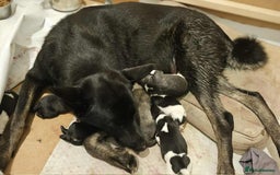 Mixed Breed dogs for sale: Akita x lurcher  - Image 10