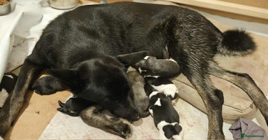 Mixed Breed dogs - Advert 5