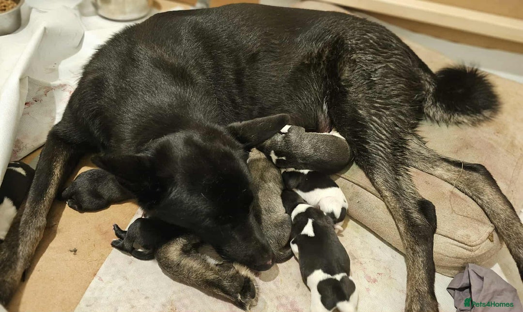Mixed Breed dogs for sale: Akita x lurcher  - Image 10