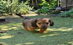 Dachshund dogs for sale: Mini Long Haired Dachshund Boys - Image 4