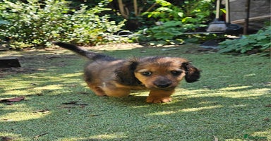 Dachshund dogs - Advert 10