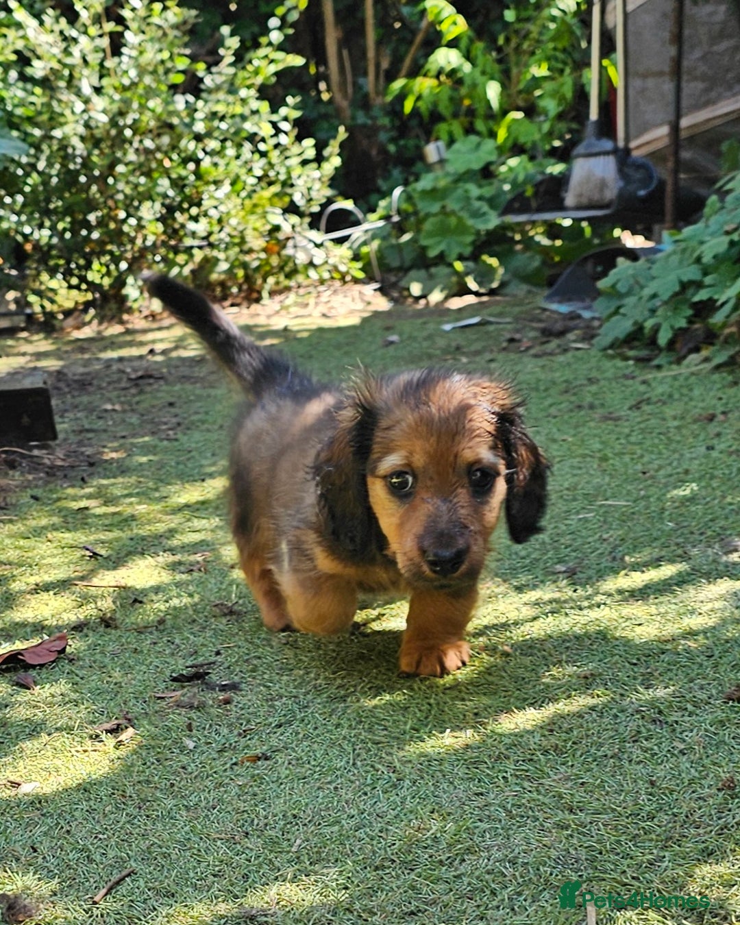 Dachshund dogs for sale: Mini Long Haired Dachshund Boys - Image 4