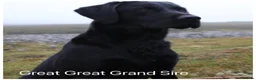 Labrador Retriever dogs for sale: READY NOW Beautiful KC reg girls - health tested - Advert 21