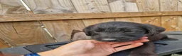 Mixed Breed dogs for sale: Giant schnauzer x Labrador puppies  - Advert 8