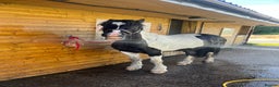 Irish Cob horses for sale: For Sale: Monty - Advert 8