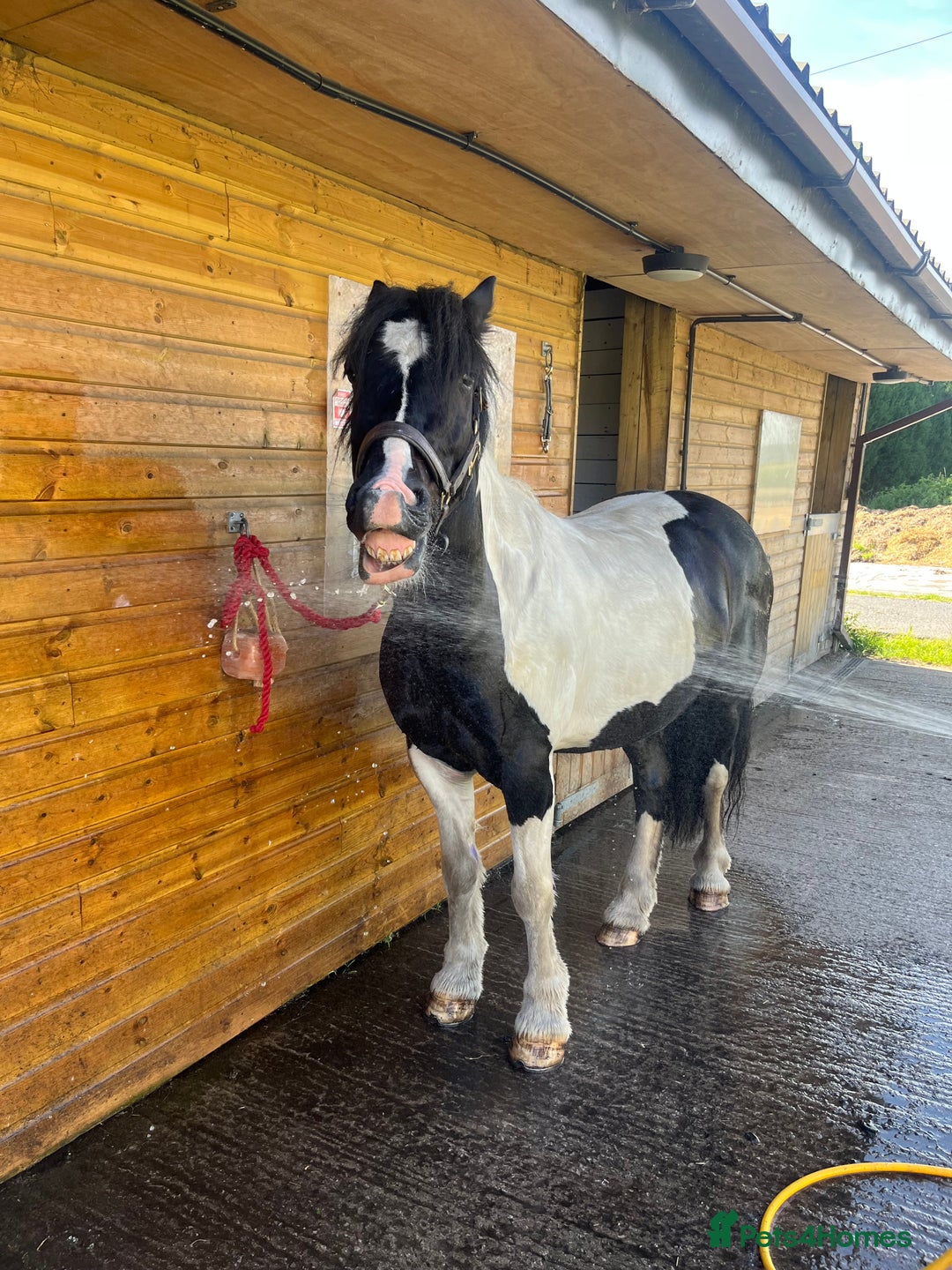 Irish Cob horses for sale: For Sale: Monty - Advert 8