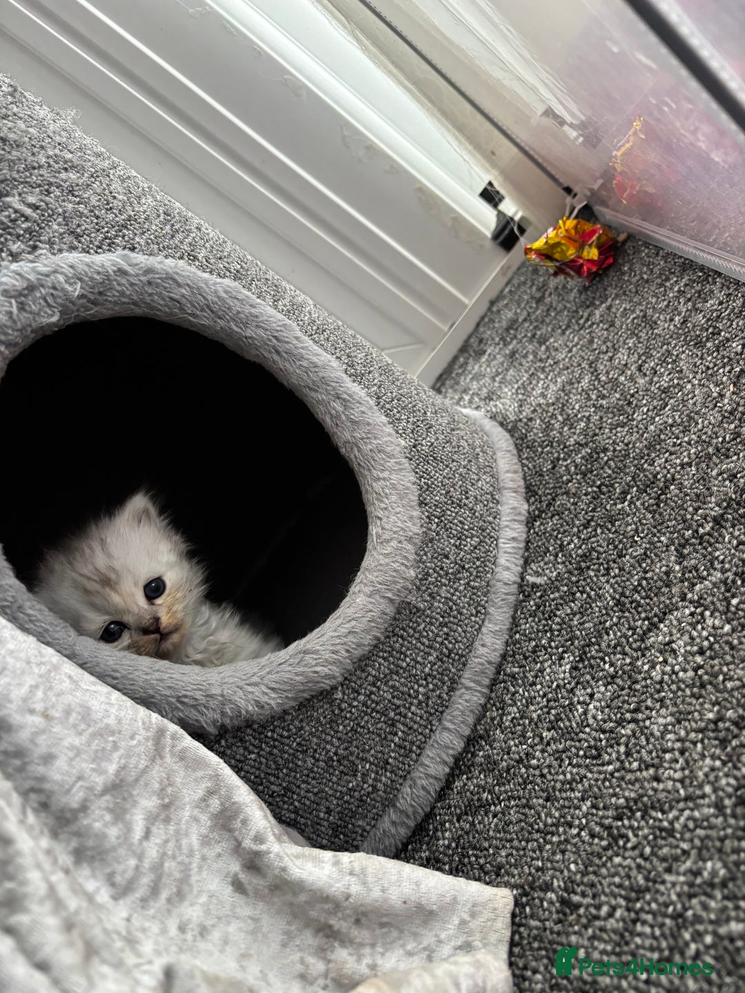 Persian cats for sale: Stunning Persian X mainecoon babies - Advert 3