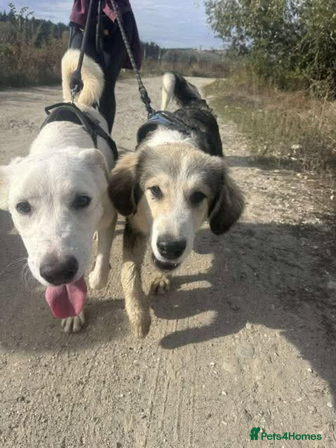 Mixed Breed dogs for adoption: Meet Bolt, currently residing in Cheshire  - Advert 8