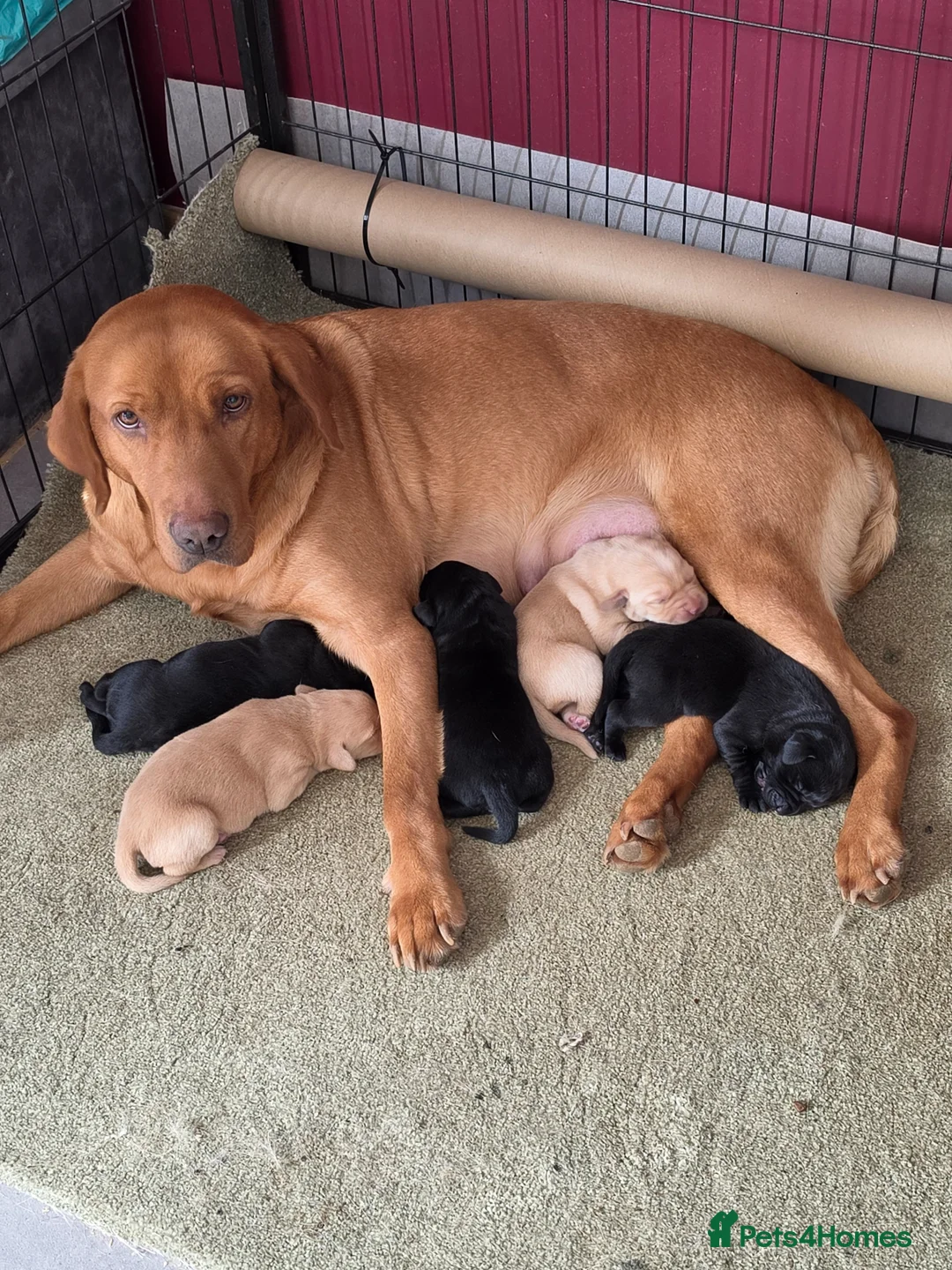 Labrador Retriever dogs for sale: Labrador puppies in Camborne - Advert 5
