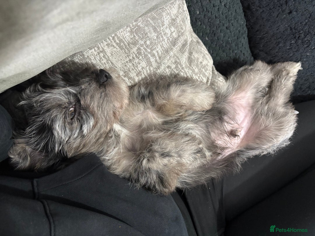 Yorkshire Terrier dogs for sale: Yorkshire terrier pup  - Advert 7