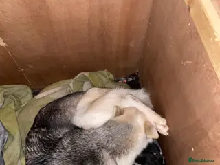 Alaskan Malamute dogs Alaskan malamute puppies - Advert 2