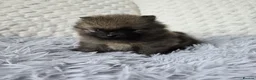 Pomeranian dogs for sale: pomeranian tedy - Advert 12