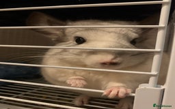 Chinchilla rodents for sale: Male chinchilla  - Image 1