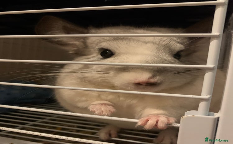 Chinchilla rodents - Advert 1