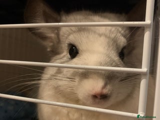 Chinchilla rodents - Advert 1