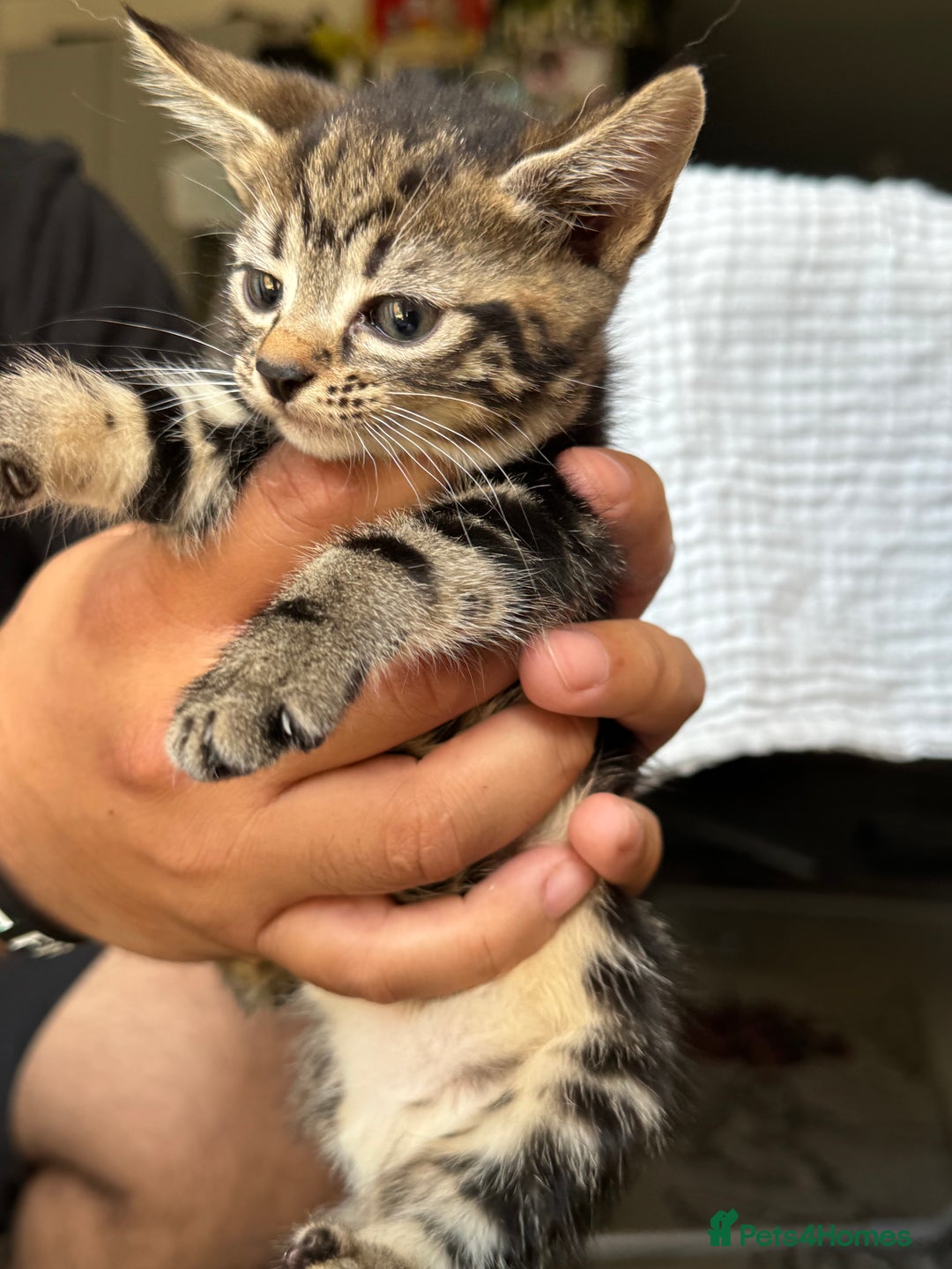 Mixed Breed cats for sale: European shorthair tabby cross kittens available.  - Image 4