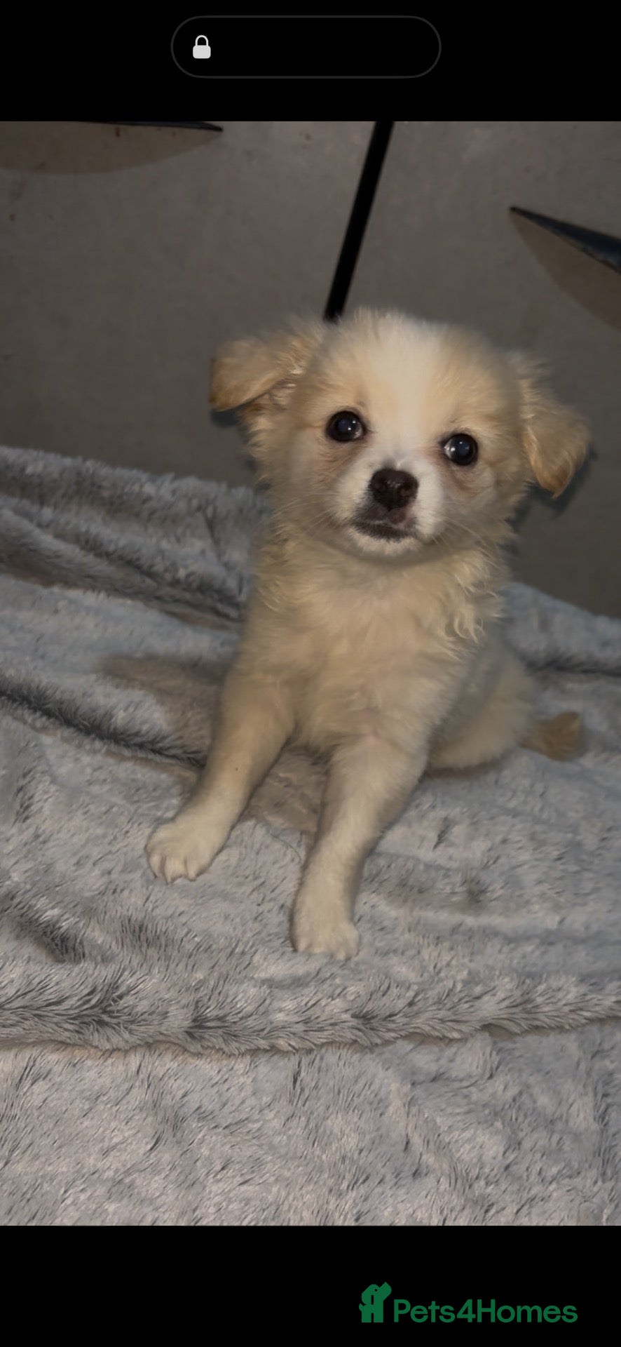 Pomchi dogs Pomchi puppies  - Advert 4