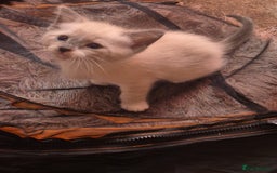Norwegian Forest Cat cats for sale: Norwegian forest mixed tabby - Image 5