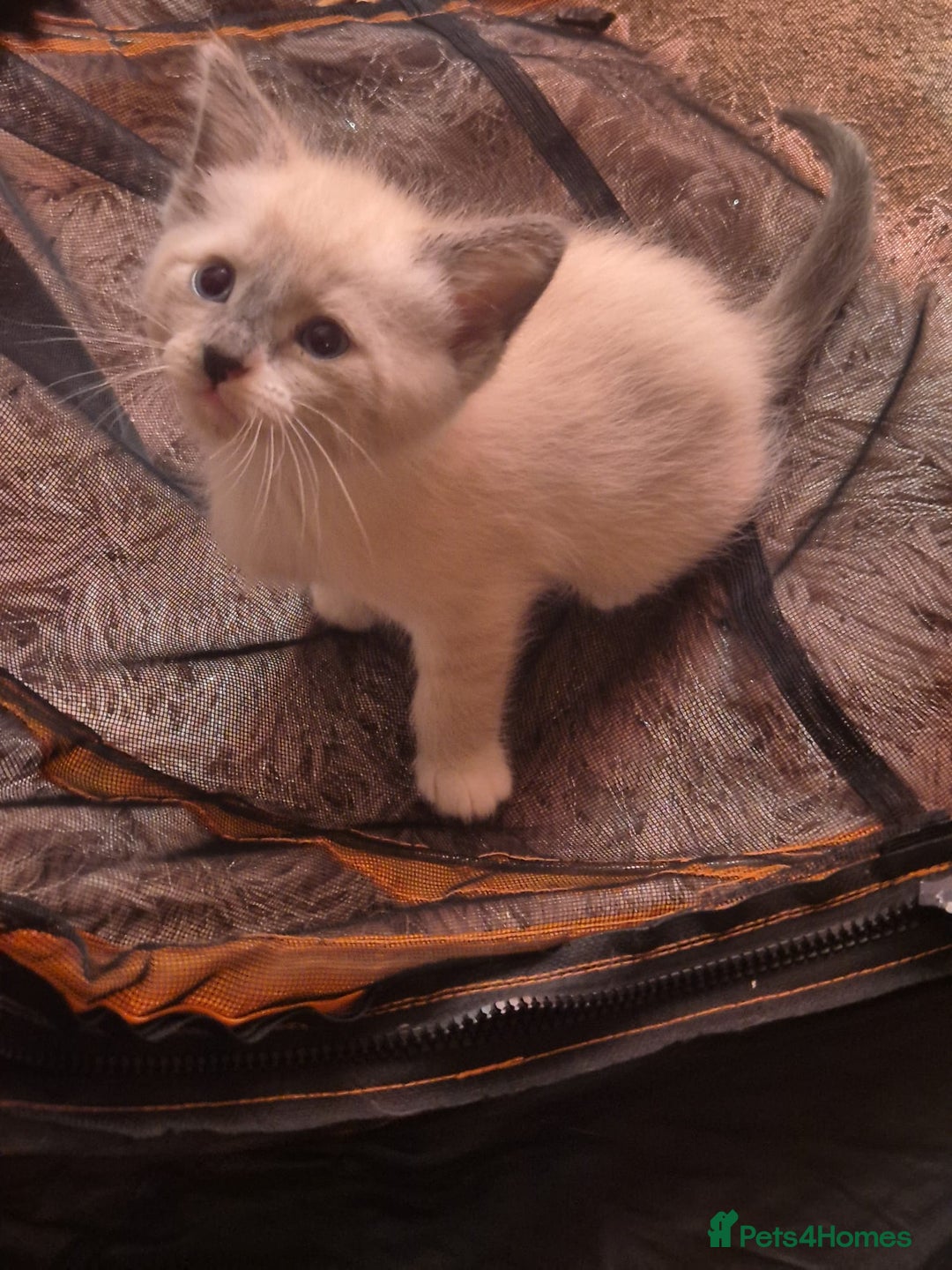 Norwegian Forest Cat cats for sale: Norwegian forest mixed tabby - Image 5
