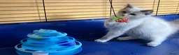 Ragdoll cats for sale: GCCF Сhampion Bloodline Ragdoll 5 GenPedigree 🏆🌟 - Advert 10