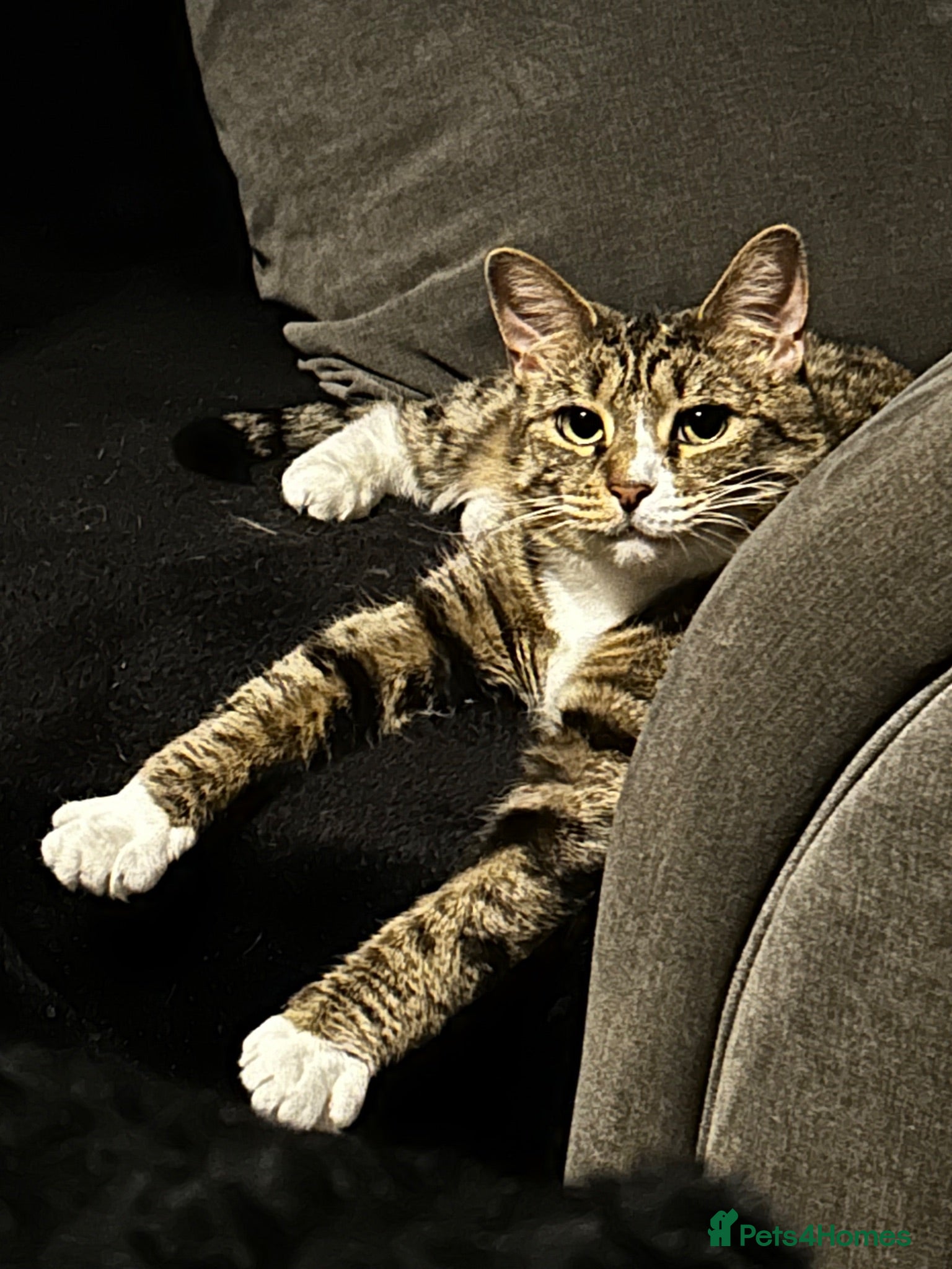 Domestic Shorthair cats Female cat looking for loving home - Advert 3