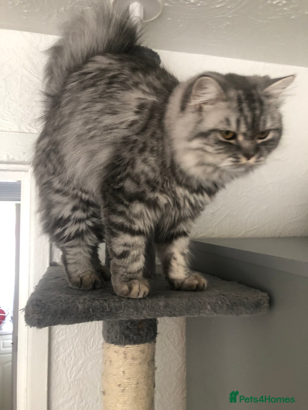 British Shorthair cats for sale: Ready to go amazing kitties  - Advert 4