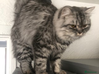 British Shorthair cats Ready to go amazing kitties - Advert 1