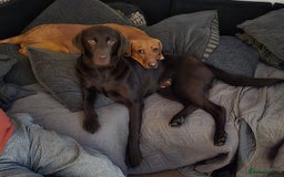 Labrador Retriever dogs for sale: KC Registered Black Lab (1 Girl, 1 boy remaining) - Image 39