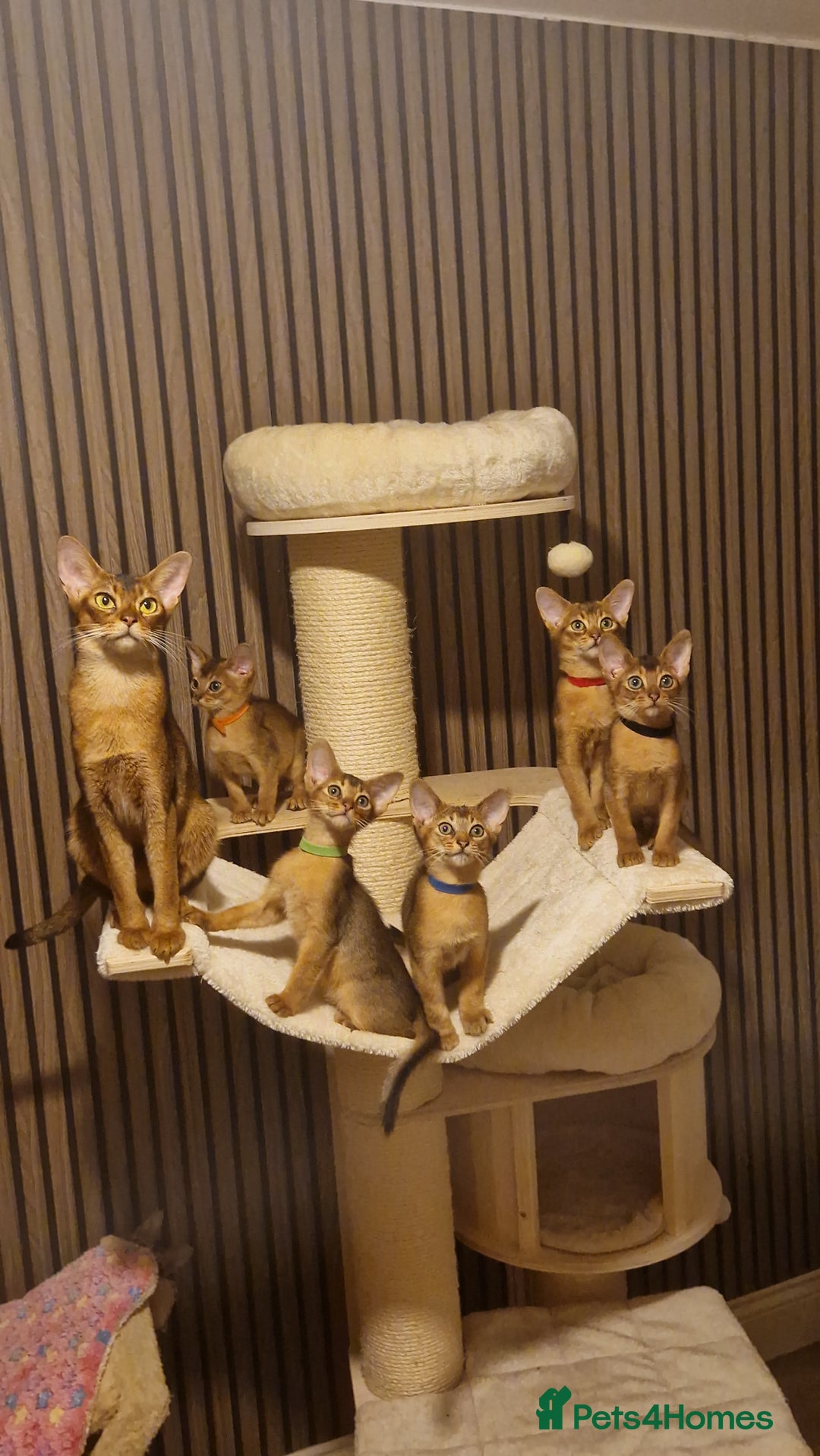 Abyssinian cats for sale: Pure Abyssian kittens ❤️ - Advert 7