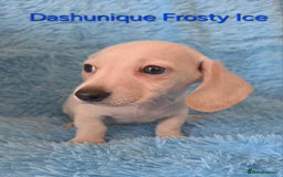 Miniature Dachshund dogs for sale: Rainbow Litter KC REG mini Daxi  - Image 4