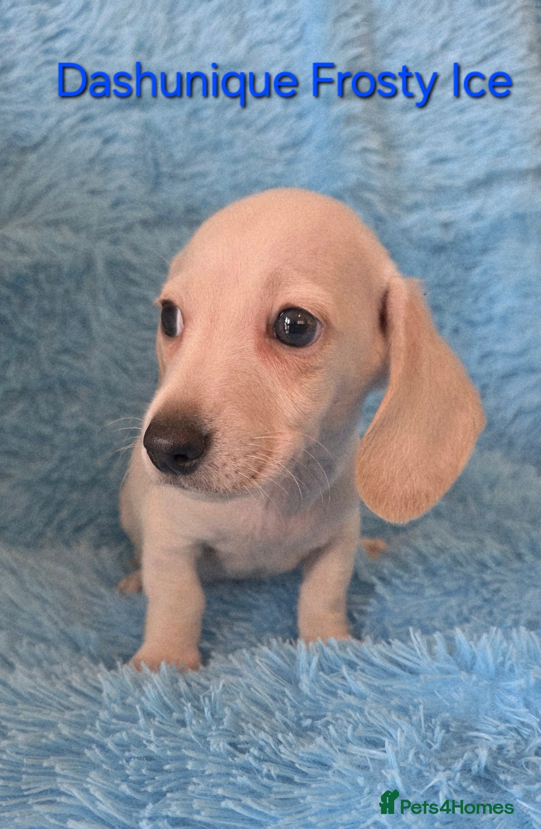 Miniature Dachshund dogs for sale: Rainbow Litter KC REG mini Daxi  - Image 4