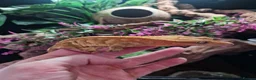 Gecko reptiles for sale: Red extreme harlequin crested gecko - Advert 3