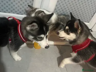 Pomsky dogs (2left) girls f4 Pomsky - Advert 8