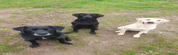 Springador dogs for sale: Fabulous Springador Puppies for Sale in Halesworth - Advert 13