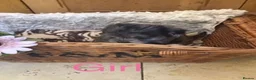 Jackapoo dogs for sale: Mr steven wilson - Advert 7