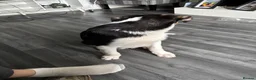 Australian Shepherd dogs for sale: Australian collie male  - Advert 2